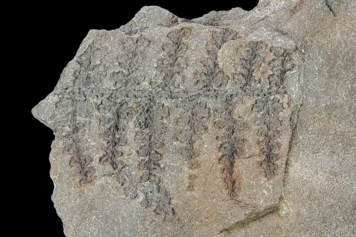 Pennsylvanian Fossil Fern (Lyginopteris) - Alabama #112751